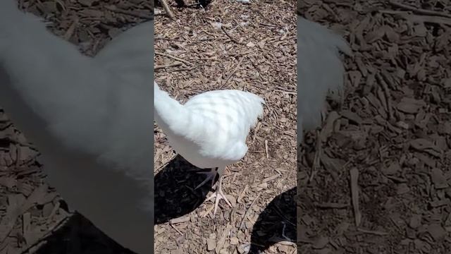 Peafowls Ready to Play!!