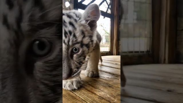 Rare white Tiger Cub is Very Cute | Nouman Hassan |