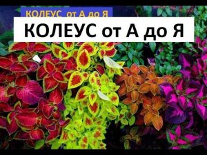 Колеус от А до Я