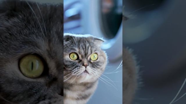 "🐟🐱Decoding Cat Body Language: Why Cats Love Watching Washing Machines"  #cattv #catshorts #catlove