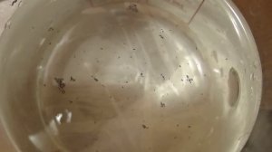 Hypoaspis Miles