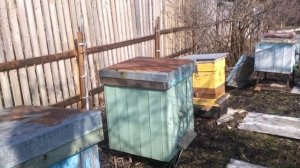 Первый весенний облёт пчёл,