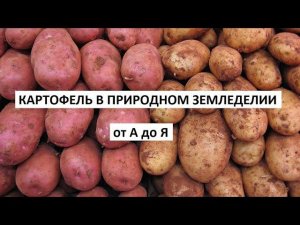 Картофель в природном земледелии от А до Я.