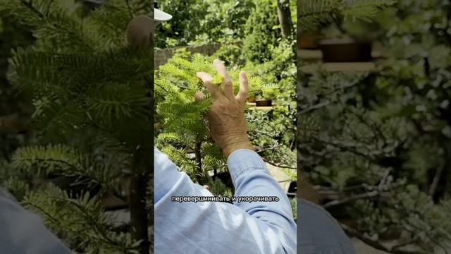 Бонсай из ели. Часть 1