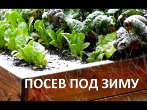 Посев под зиму.