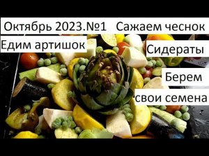 Октябрь 2023 №1 Сажаем чеснок в сидераты. Едим артишок) и др.