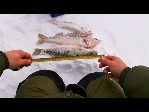 ЛОВЛЯ СУДАКА НА БЛЕСНА ЗИМОЙ!!!УЖЕ НЕ ПЕРВЫЙ ЛЁД А РЫБА ВСЁ КЛЮЁТ!!!РЫБАЛКА НА ВОДОХРАНИЛИЩЕ ОВХ