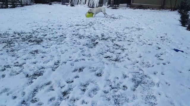 лабрадоры весёлые собаки
