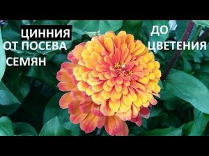 Цинния от А до Я.