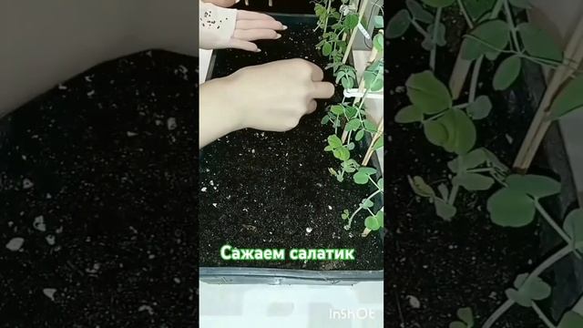Выращиваем салат #огороднаподоконнике#растениядома