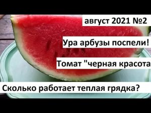 Август 2021 серия №2. Арбузы поспели! Сколько работает теплая грядка? Томат "черная красота".