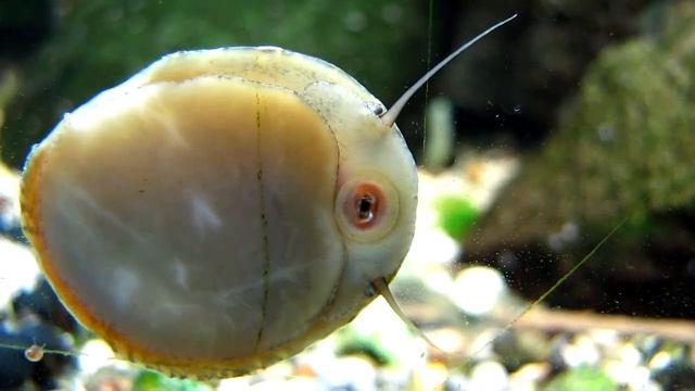 %   Septaria Porcellana     Септария фарфоровая