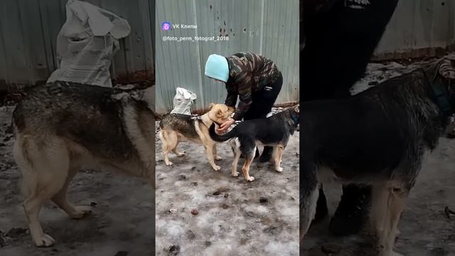 Леся. Собачка, никогда не покидавшая приют