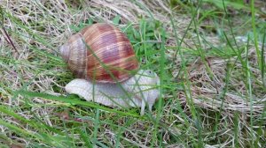 Нашли огромного паука и улиток в песочнице !