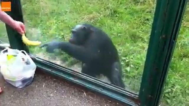 Маймыл