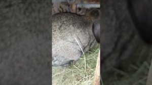 Крольчата на весах:октября октябрята, ноябрята