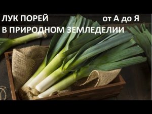 Лук порей от А до Я в природном земледелии.