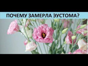 Почему замерла эустома?