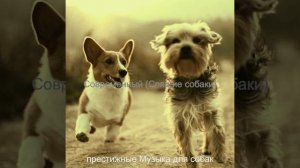 Звуки (Щенки)