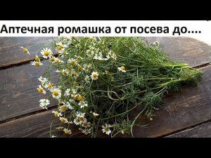 Ромашка аптечная о А до Я.