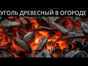 Уголь древесный в огороде.