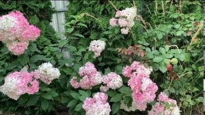 🌸Гортензия ‘Ванилла Фрэйз’ I Как выглядит в сентябре🍁