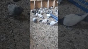 Таджикские голуби