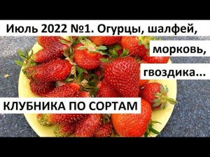 Июль 2022 №1. Клубника по сортам. Уход за огородом и сбор урожая в июле.