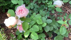 🌹Роза ДЖЕНТЛ ГЕРМИОН 🌹Дэвида Остина. ⭐️Обзор.  🌹Gentle Hermione David Austin rose