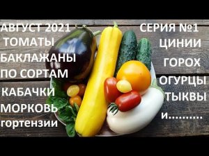 Август 2021 серия №1. Томаты, баклажаны по сортам и много что ещё)