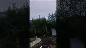 голуби уфа. Средний Азиатской