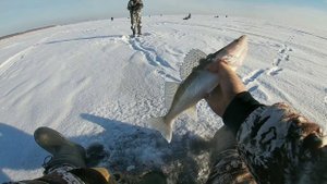 УДАЧНАЯ РЫБАЛКА НА СУДАКА! Эта БЛЕСНА ПОРАДЫВАЛА МЕНЯ...