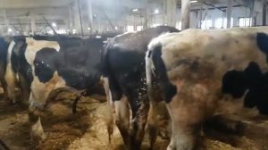 9-11ойлик голштин зотли букаларни боглик холда бокилиши!вазни 600 кггача.600 кг вазнга 5 кг ем.WOW!