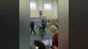 Кавказская овчарка.Смоленск.Зимние встречи .01.12.24.Булат и Звезда