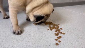 Мопс кушает корм🐶С пола вкуснее 😀