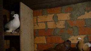 Ленинаканские голуби