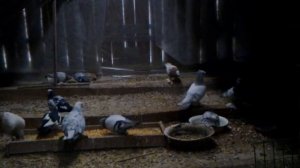 Бойные голуби кыргызстана