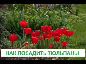 Как посадить тюльпаны.