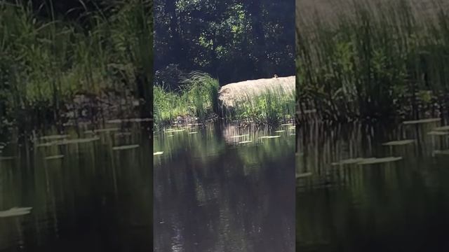 Река Вуокса. 27.06.2024. Птенцы чайки в гнезде. Мама чайка готова заклевать любого за своих птенцов