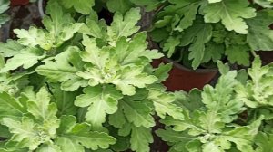 Подкормка и обработка  от вредителей хризантем в июле