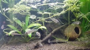 Group of Apistogramma megaptera