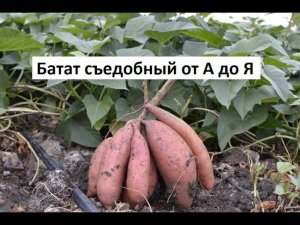Батат съедобный от А до Я в природном земледелии.