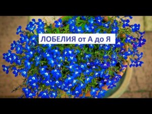 Лобелия от А до Я.
