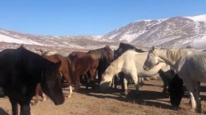 Лошади в Казахстане | ферма DODA