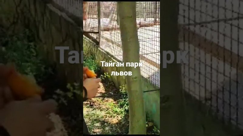 парк львов Тайган