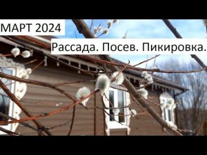 Март 2024. Рассада. Посев и пикировка.