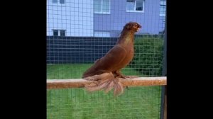 Узбекские голуби