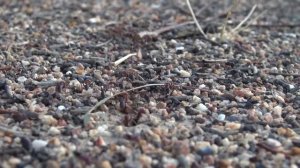 Meat Ants | Animal Spy Australia