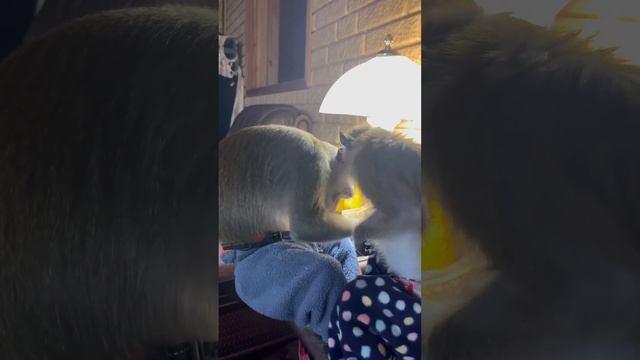 Дети все одинаковые#макаки #обезьяныдома#monkeys #экзотическиепитомцы #