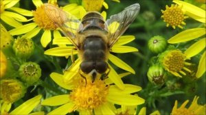 De insecten van het Vosmeerspark of Vossenpark in Gent door Catherine Boone